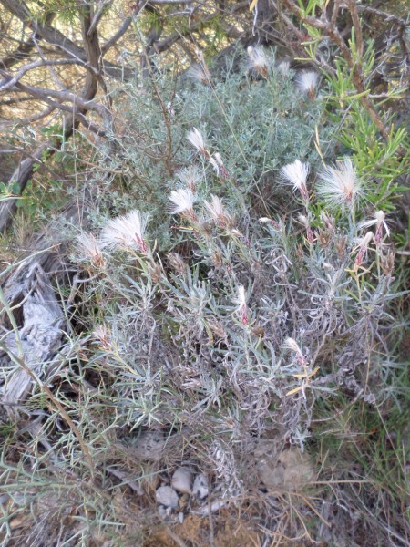 Staehelije douteuse Staeheline douteuse (Tuchan Mai 2014)