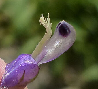 Vicia villosa subsp. varia  -  vesce bigarée