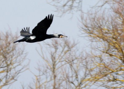 Grand cormoran dom ban de toul17