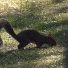 hyde-park---squirrel-20.jpg