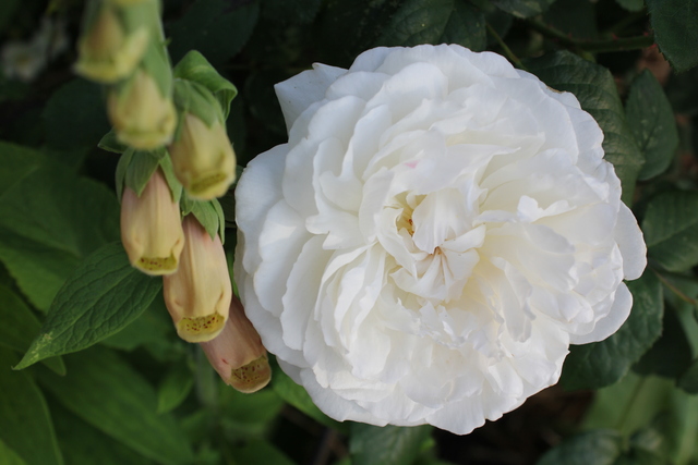 Potager fleuri : rosier blanc 'Winchester Cathedral' en bordure