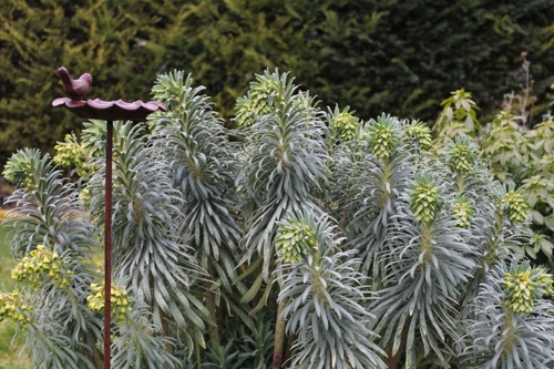 Euphorbe characias