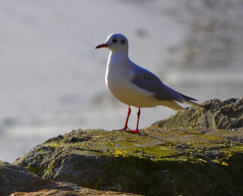 poesie   le mardi (fable)