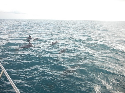 DAUPHINS : de belles images!!!!