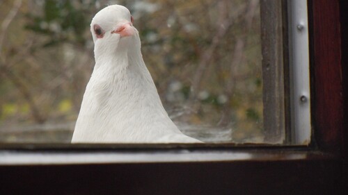 Le guide Michelin des pigeons nous a retiré une étoile !