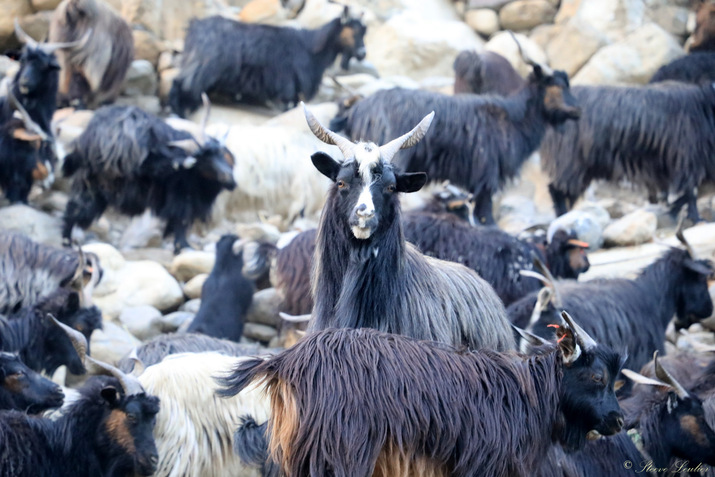 Rentrée d'un troupeau de chèvres dans Ghami