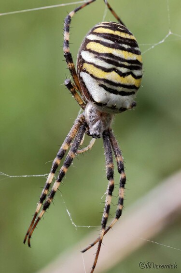 Araignée Argiope (Argiope bruennichi)