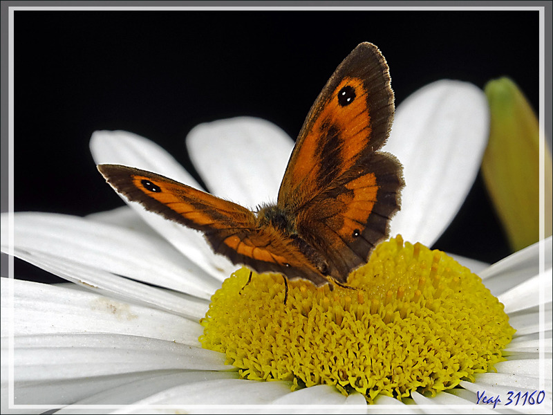 Papillon Amaryllis mâle (Pyronia tithonus) - Lartigau - Milhas - 31