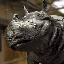 Le rhinocéros de Louis XV