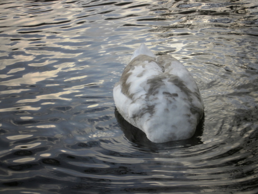 Défi Lydie Plan d'eau