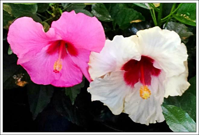 - FLORÉAL AU PORT 2/7 (Réunion)