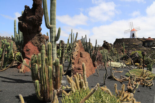 Le Monde entier est un cactus