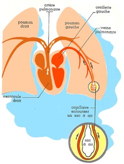 Le corps humain partie 3: La respiration