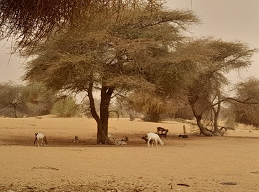 Depuis Nouakchott