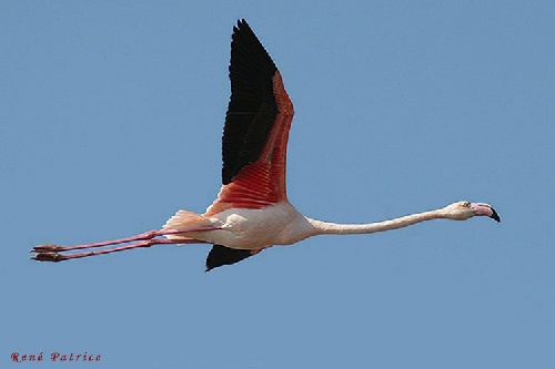 flamant rose