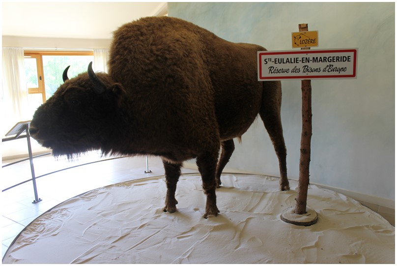 A la réserve des bisons d'Europe-05