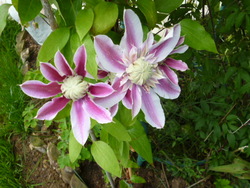 Quelques fleurs du jardin