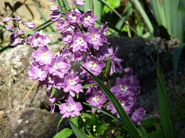 Eté Metz en fleurs 10 mp1357 2011