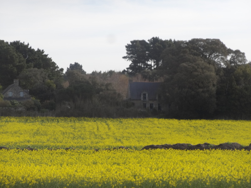 un champs de colza dans les marais