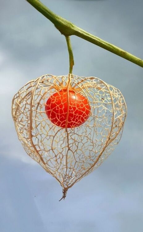 Le Physalis.