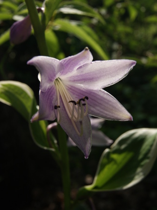 Début de collection d'hostas