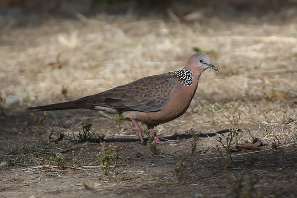 Catalina Island - Spotted Dove