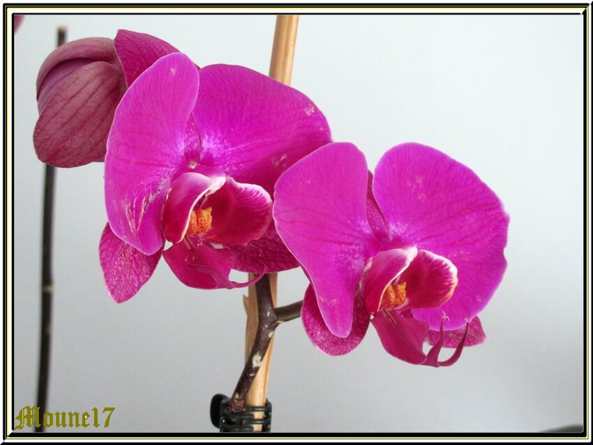 Nouvelle floraison de mes orchidées