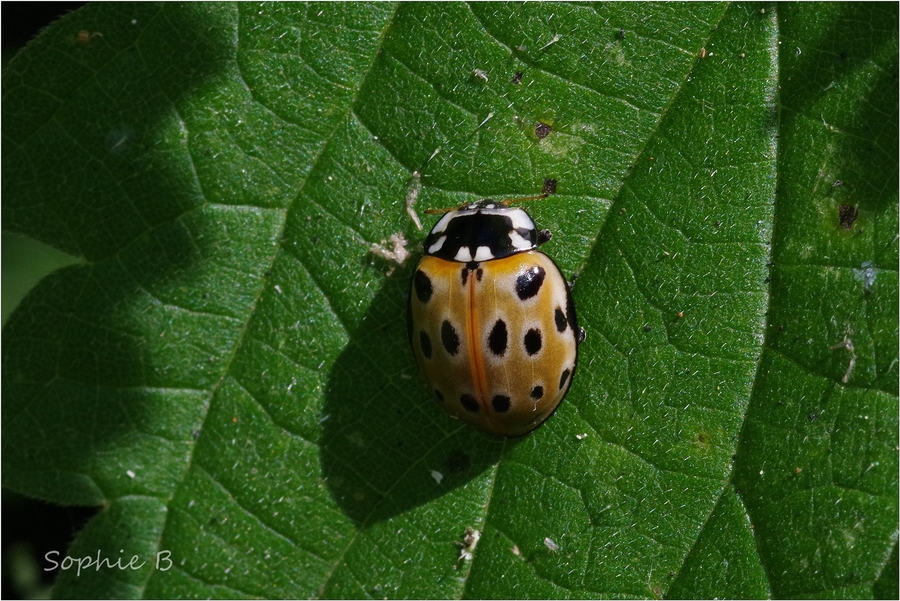 Coccinelles , suite et fin .