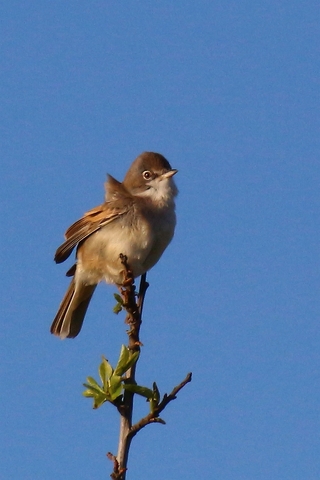 Fauvette grisette