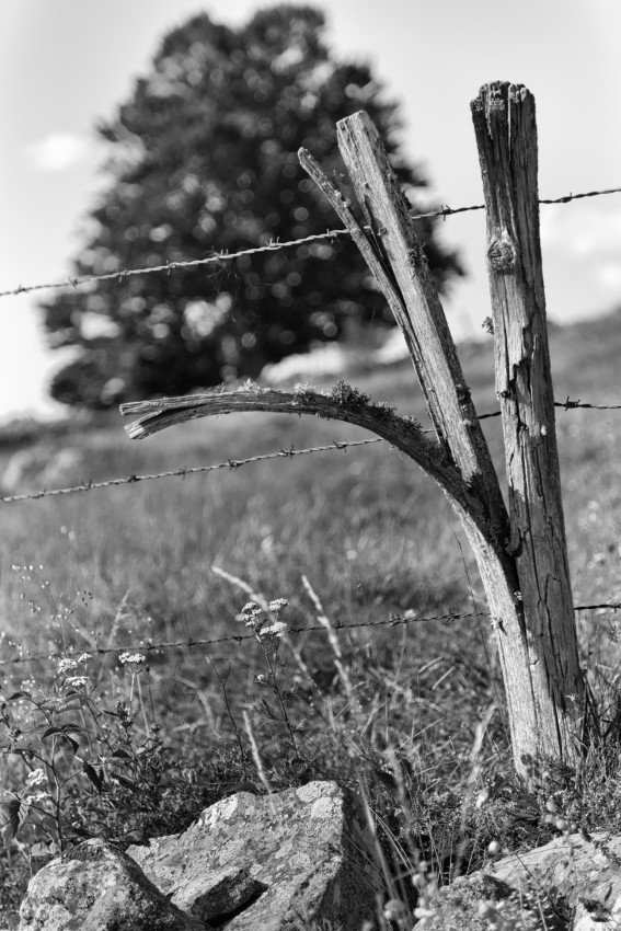 L'Aubrac Lozérien en noir et blanc