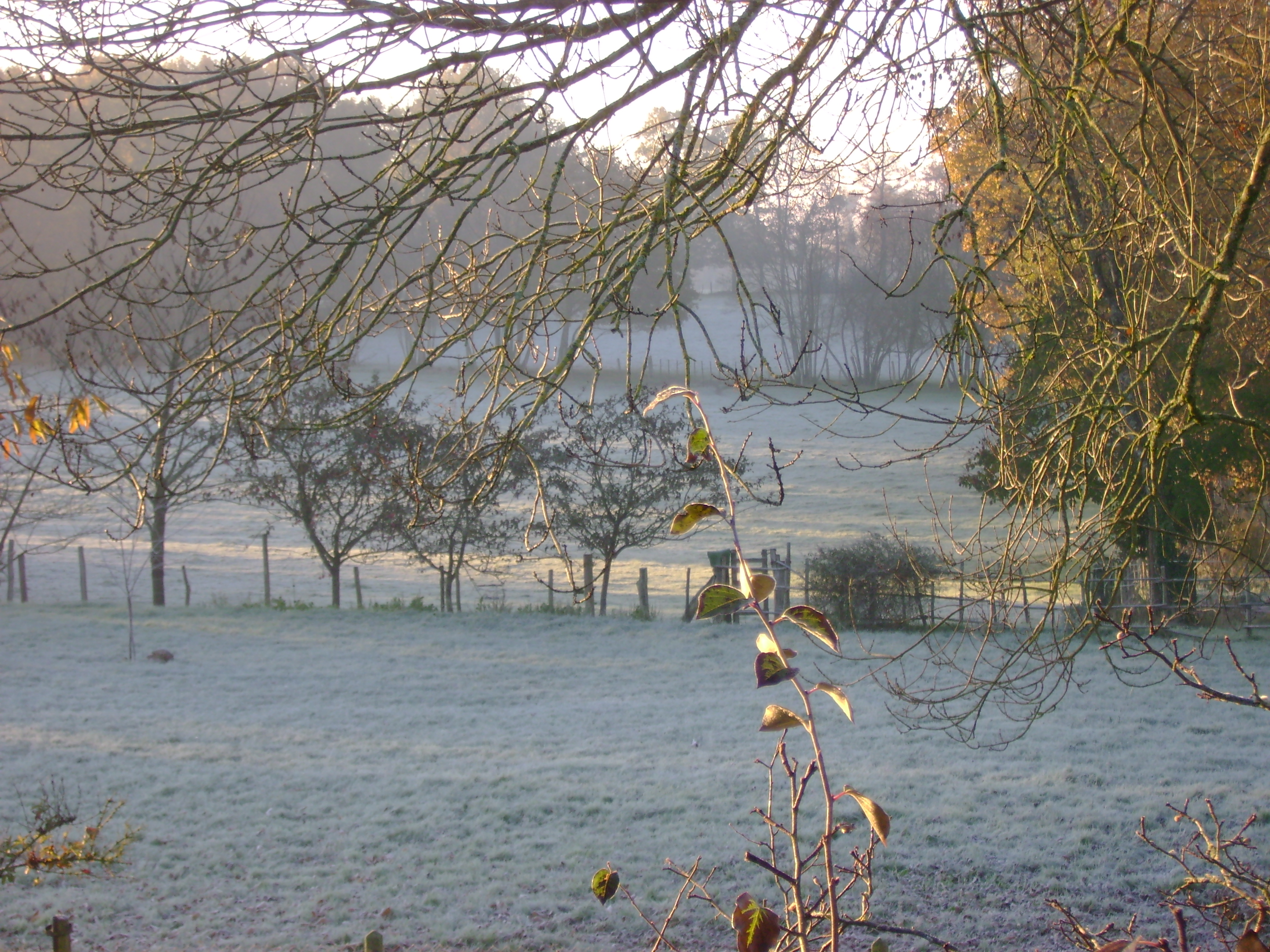 Afficher l'image d'origine