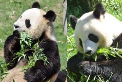 Deux pandas mangeant des bambous