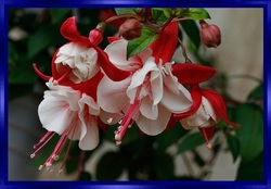 Les Fuchsias fleurs d'ornement