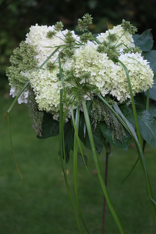 Des compagnes pour mes roses : Panicum