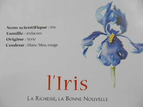 L'IRIS