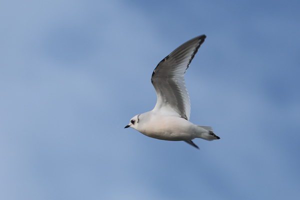 La Mouette de Ross