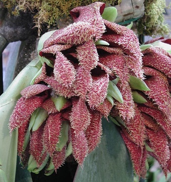 La belle fleur qui pue ... 