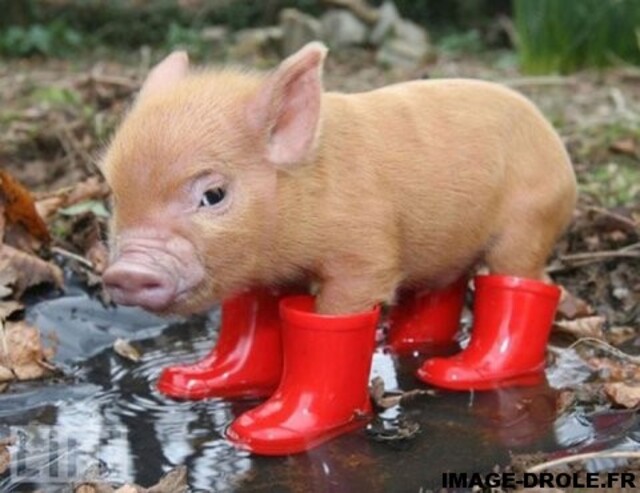 le cochon a bottes