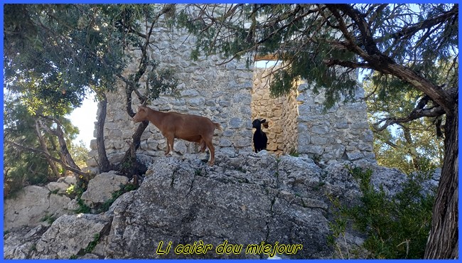 Les chèvres sauvages de la chapelle Sainte-Maxime