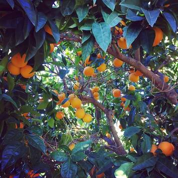 2-Oranges Mandarine Pamplemousse