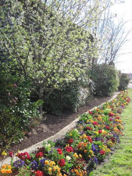 Biscarrosse : parterre fleuri de printemps.