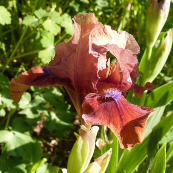 iris-de-rocaille-tantara---avril-2014---la-fleur.jpg