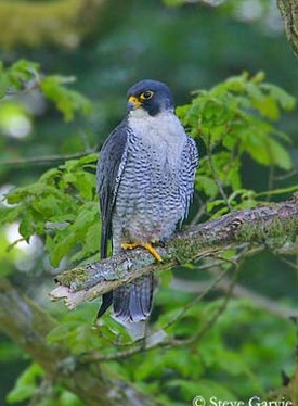   Faucons pèlerins  Falco peregrinus ,male,     Mons  ,pelegrine falcon