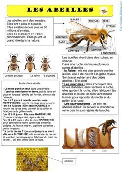 Les abeilles : pour tout comprendre