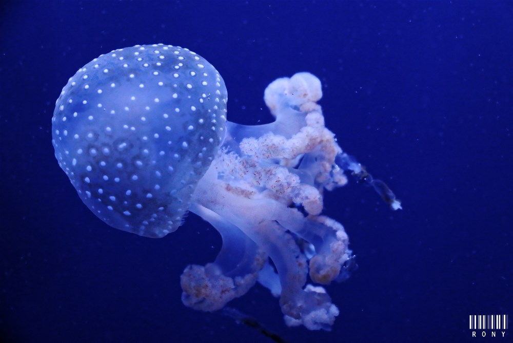 Le monde fascinant des méduses