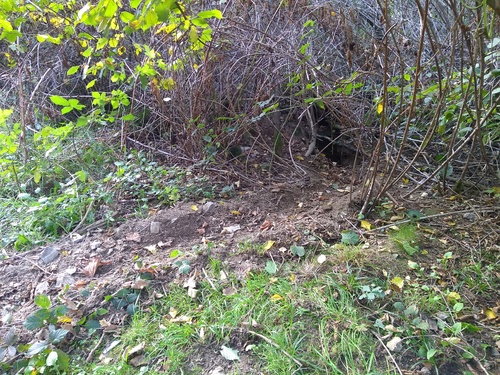 Près d'un terrier de blaireaux