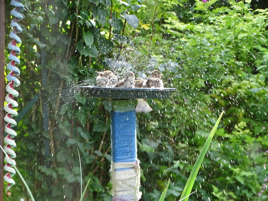 C'est la fête au jardin