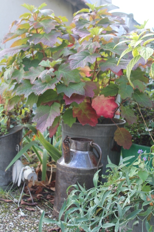 Instant jardin en ce 1er octobre