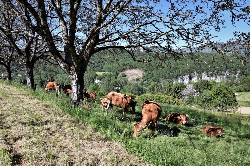 2019.05.31 La fenaison en Drôme 1