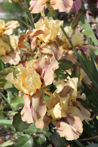 iris 'Thornbird'